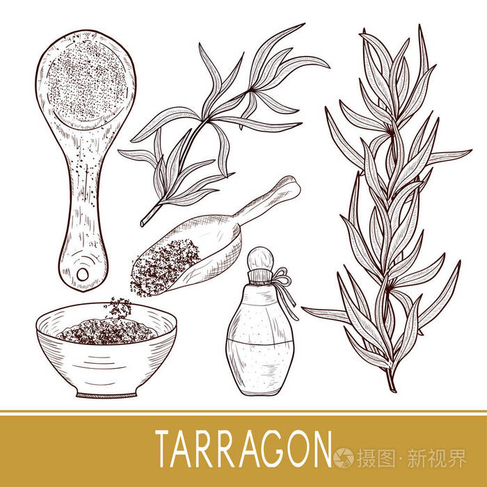 插画 塔拉贡植物, 精华, 调味料.碗, 勺子瓶.设置.素描.单声道.eps