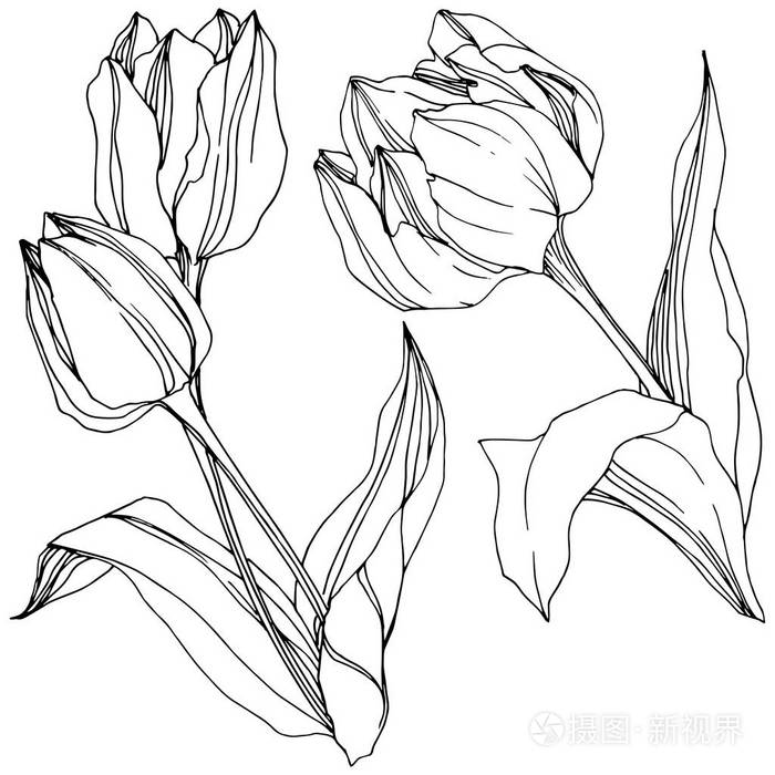 插画 向量郁金香黑白雕刻水墨艺术.花植物学花.孤立的郁金香插图元素.