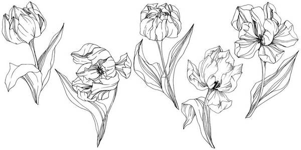 向量郁金香黑白雕刻水墨艺术。花植物学花。孤立的郁金香插图元素