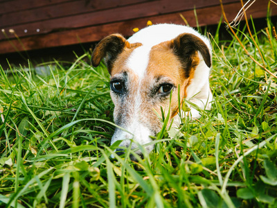 狐狸犬狗躺在草地上图片