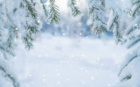 冬季背景。 背景设计与雪覆盖树枝的圣诞树。