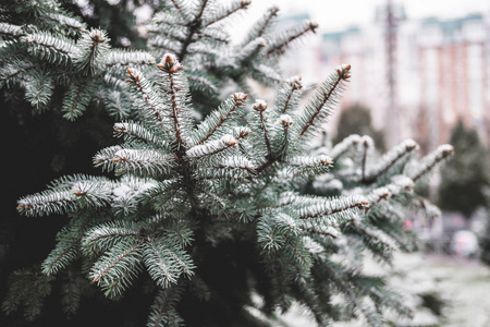 雪中常绿松树的云杉树绿色小枝