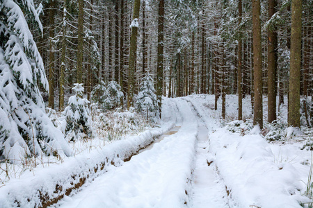 雪林云杉和山毛榉林周围的雪道