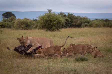 母狮和幼崽在萨凡纳吃野生动物