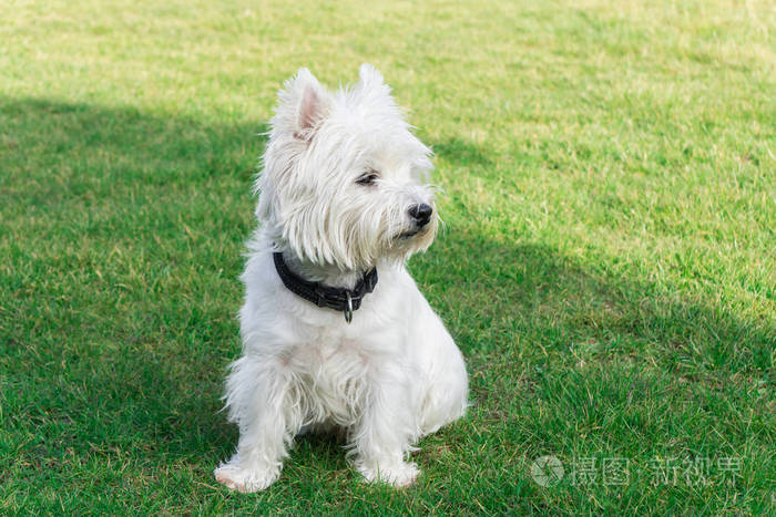 西高地白色猎犬坐在花园里，看着旁边