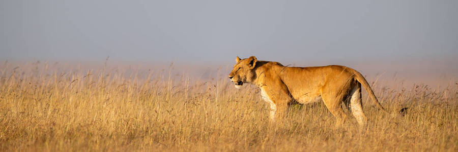 母狮站在长长的草地上