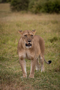 狮子座站在灌木丛附近的草地上图片