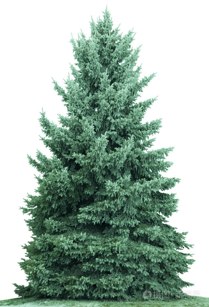 圣诞树孤立在白色背景上杉树没有装饰