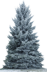 白色背景上孤立的雪中圣诞树。 杉树没有装饰。