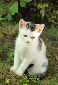 可爱的白色小猫，花园里有一些灰色的斑点