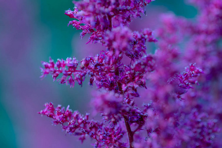 紫色花园的花，背景模糊。 丁香宁静自然壁纸