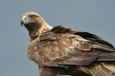 卡帕西亚号图片