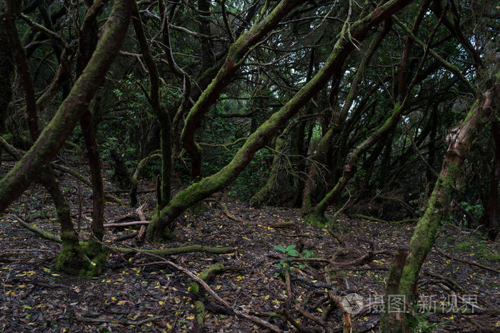 在马基佐德阿纳加山脉的山坡上留下了阿纳加森林。 泰内利夫。 加那利群岛。 西班牙。