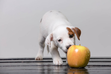 狗吃苹果图片