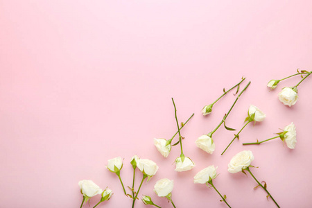 粉红色背景上的白色玫瑰花