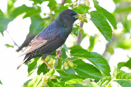 在树上的星形花Sturnusvulgaris