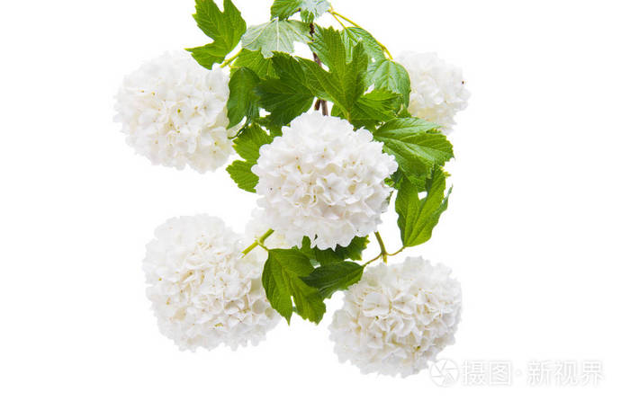 在白色背景上分离的绣球花