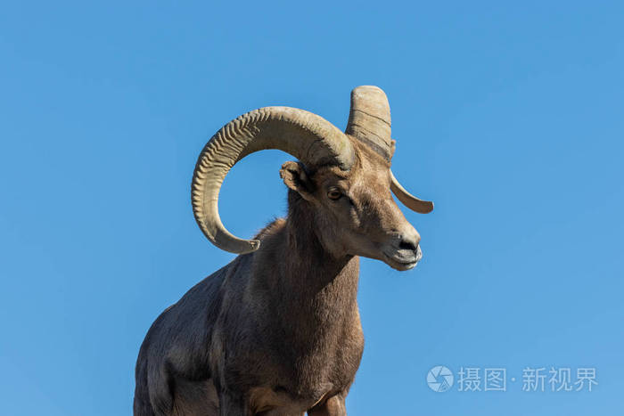 一只漂亮的沙漠大角羊公羊