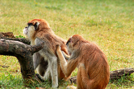 几只猴子在梳理。 雄性猴子检查雌性跳蚤和蜱。 在动物园的自然环境中，猴子家族的毛皮在草地上的一对秀梳理。 帕塔斯猴子是灵长类动物