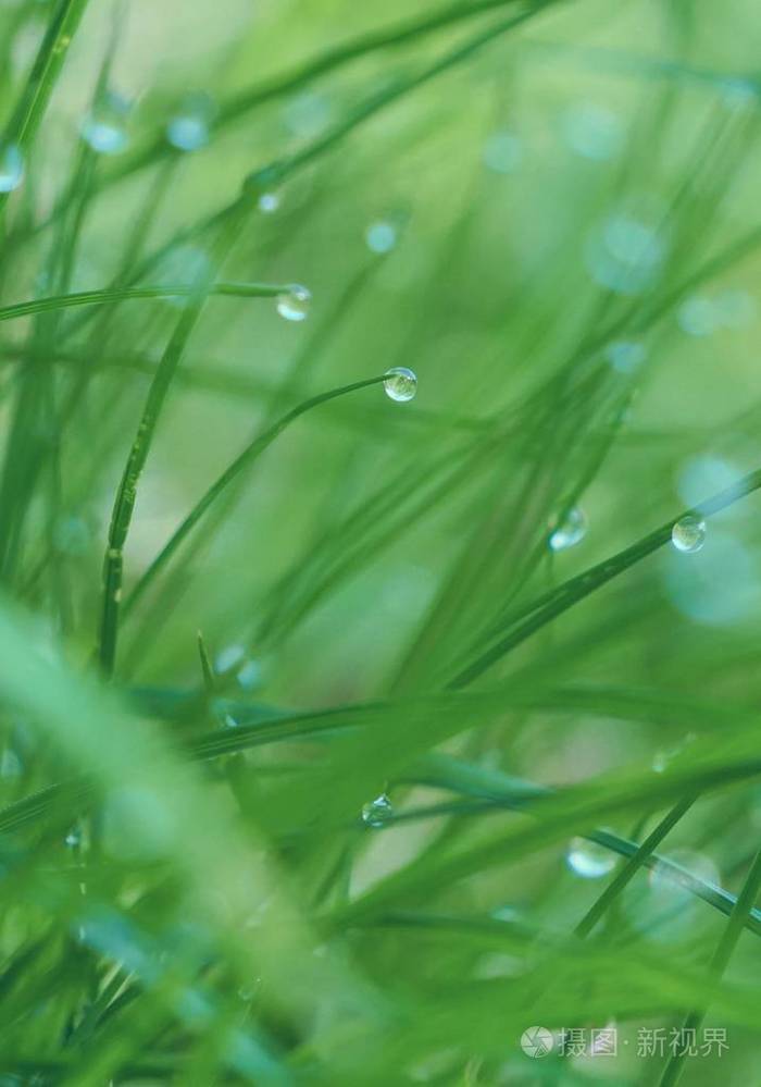 雨滴在大自然花园里的绿草上