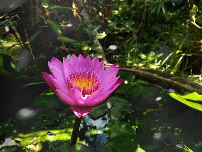 泰国池塘莲花。