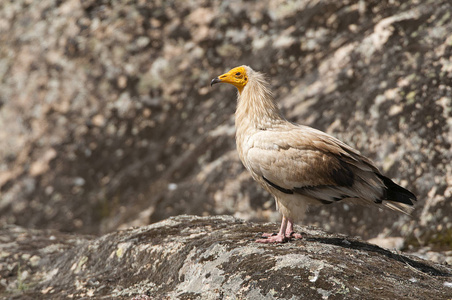 埃及秃鹫Neophron Percnopterus西班牙画像栖息在岩石上