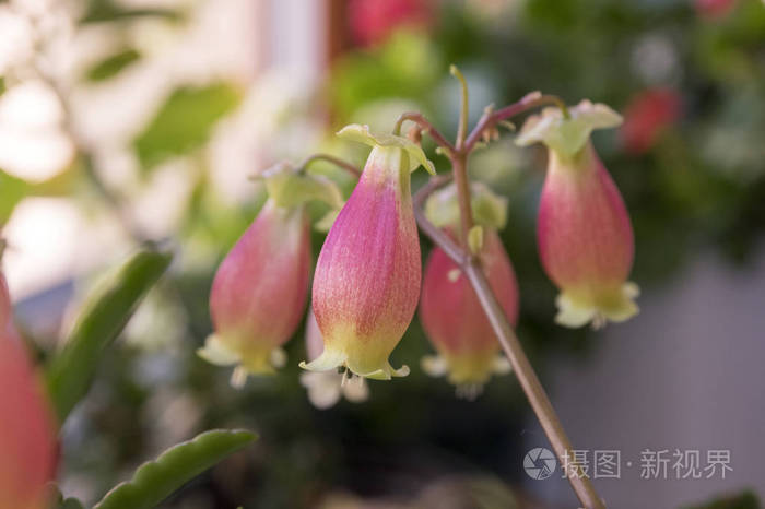 花铃状粉红色和黄色的花在茎上的多汁开花植物
