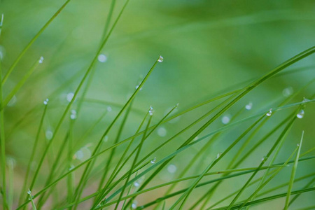 雨滴在大自然花园里的绿草上