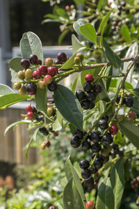 月桂,月桂,灌木,成熟果实,枝条上行为行为水果亚马逊阿萨伊果实草莓