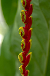 罗拉塔奇特美丽的热带植物开花红黄绿叶