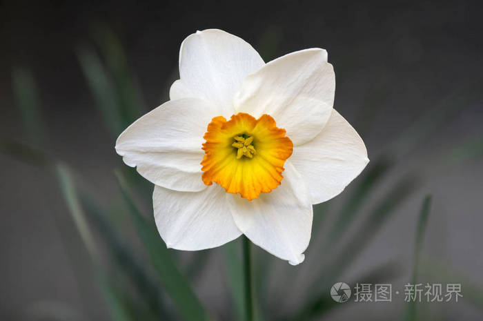 单白橙水仙花春园观赏花照片 正版商用图片15p8j6 摄图新视界
