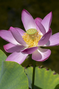 花，花，花，令人惊奇的观赏花，亮白的粉红色花瓣