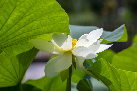 花，花，花，花，观赏花，鲜艳的花瓣