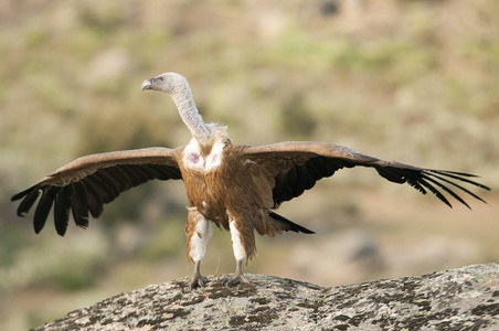 狮鹫Gyps Fulvus，张开翅膀，飞行食腐动物。