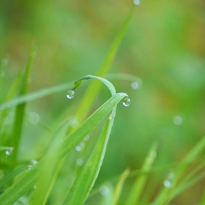 雨滴在大自然花园里的绿草上