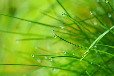 雨滴在大自然花园里的绿草上