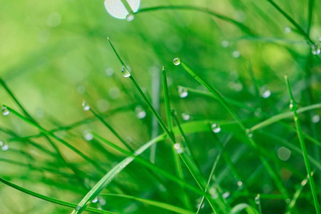 雨滴在大自然花园里的绿草上