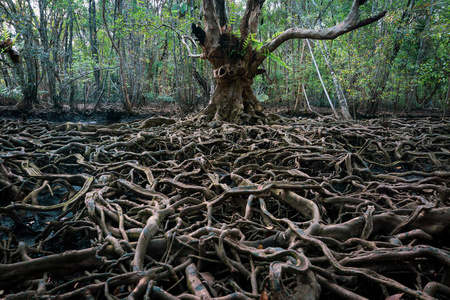 有机质土壤大树图片