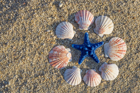 蓝色海星和贝壳圆形排列在沙滩上的沙子上.照片