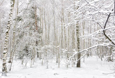 下雪的森林。雪地里的树。冬天天气很好。