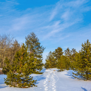 雪中美丽的冬松林