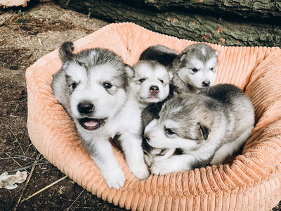 一个月大的阿拉斯加马拉穆特幼犬画像