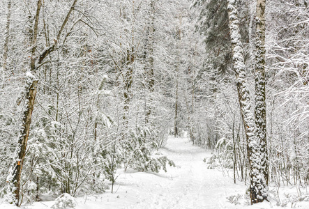 下雪的森林。雪地里的树。冬天天气很好。