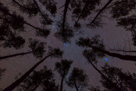 夜空背景上的松树森林剪影