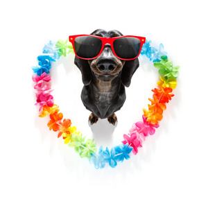 腊肠狗爱着幸福的情人节，心形的彩虹花链向上看