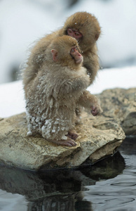 日本猕猴和幼崽靠近天然温泉。日本猕猴科学名称马卡福斯卡塔，又称雪猴。自然栖息地，冬季..