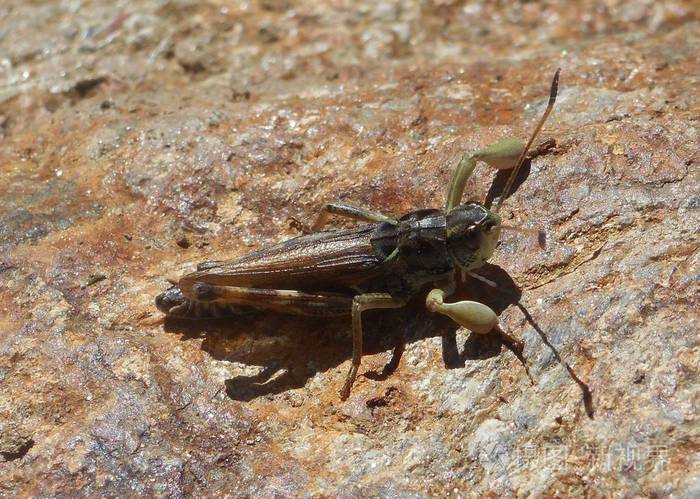 意大利山区一块石头上的大蚱蜢蟋蟀