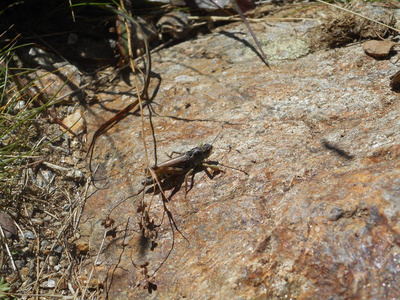 意大利山区一块石头上的大蚱蜢蟋蟀