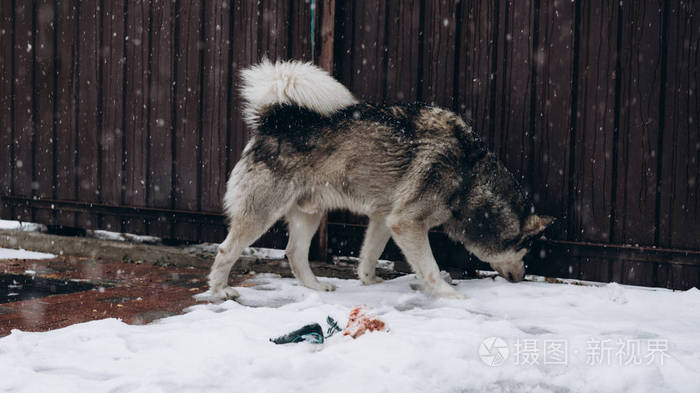 狗的肖像。冬天。阿拉斯加的马拉明，雪