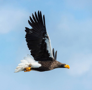 s sea eagle in flight. Scientific name Haliaeetus pelagicus. Bl